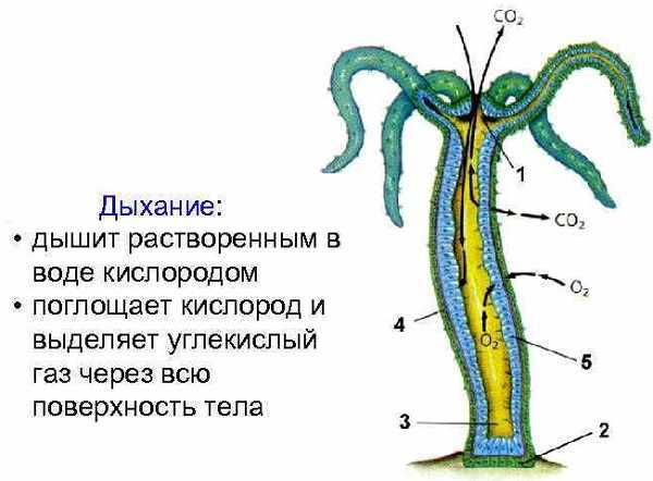 Почему не заходит на кракен